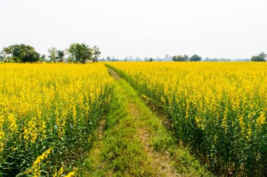 Crotalaria juncea alanında