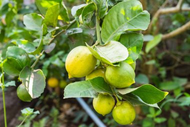 taze limon ağacı üzerinde