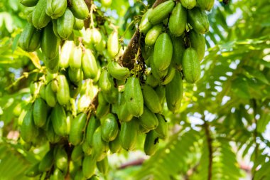 Averrhoa Bilimbi meyve