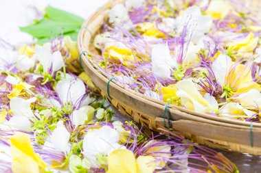 Crateva religiosa flower