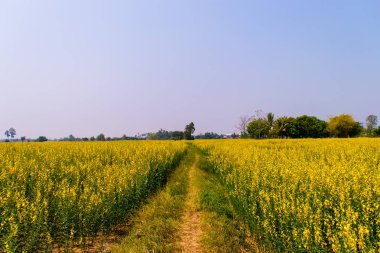 Crotalaria juncea alanında