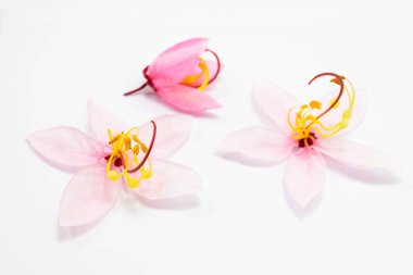 Cassia bakeriana Craib çiçekleri