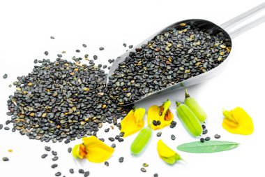 Crotalaria juncea tohumu