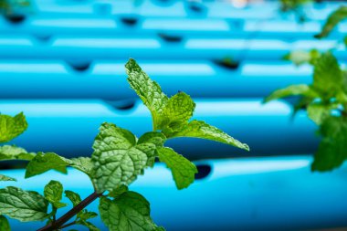 Yeşil nane ağaçları