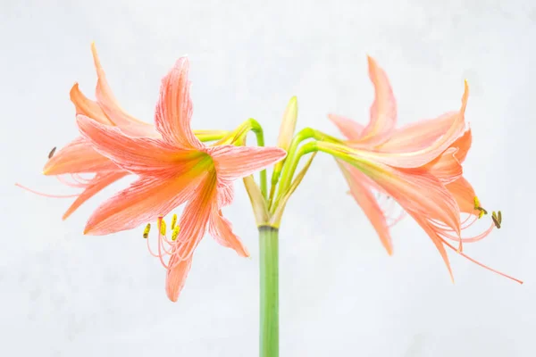 Bloeiende Amaryllis bloem — Stockfoto