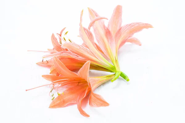 Ανθισμένο λουλούδι Amaryllis — Φωτογραφία Αρχείου