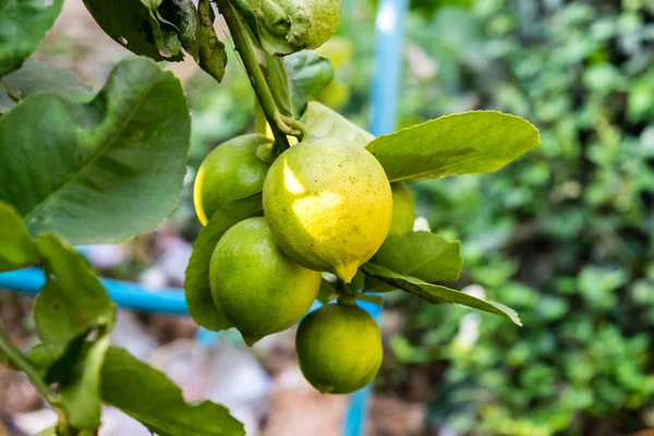 Frische Zitrone am Baum — Stockfoto