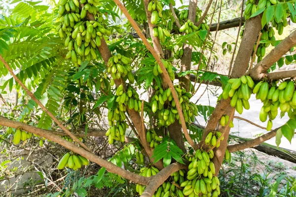 Averrhoa Bilimbi φρούτων — Φωτογραφία Αρχείου