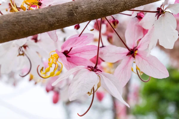 Cassia bakeriana craib, — Stock fotografie