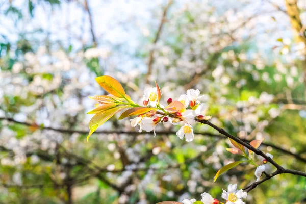 Guttiferae fiore — Foto Stock