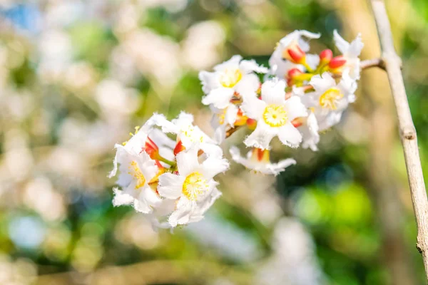 Guttiferae fiore — Foto Stock