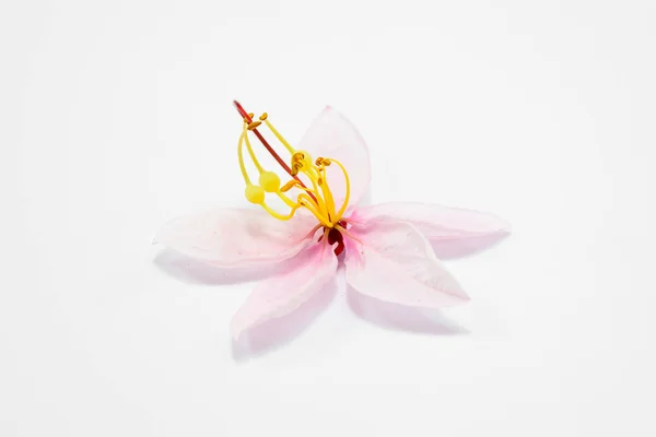 Cassia bakeriana Craib flowers — Stock Photo, Image