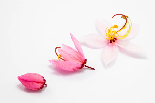 Κάτσια μπαριάνα Κρέμπ λουλούδια — Φωτογραφία Αρχείου
