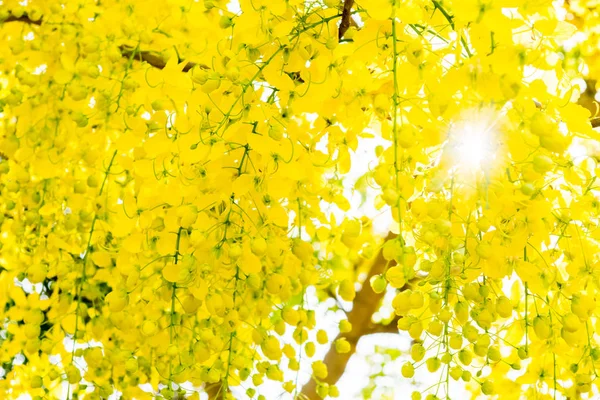 Flor de fístula de cassia en el árbol —  Fotos de Stock