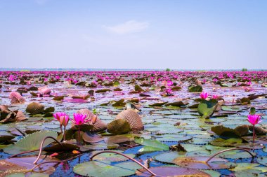 Kırmızı Lotus Denizi