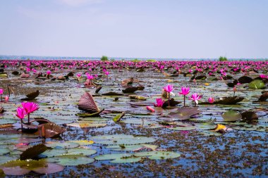 Kırmızı Lotus Denizi
