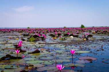 Kırmızı Lotus Denizi