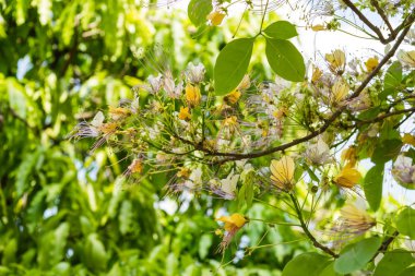 Crateva religiosa flower