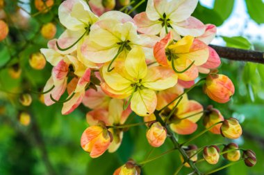 Gökkuşağı duş ağacı, Cassia çiçekler