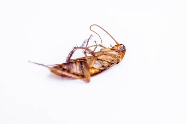 beyaz üzerine ölü Hamam böceği