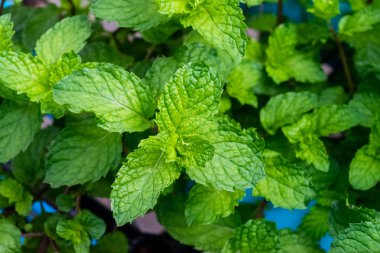 Yeşil nane ağaçları