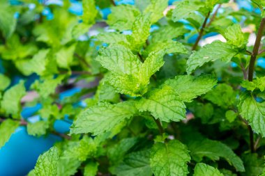 Yeşil nane ağaçları