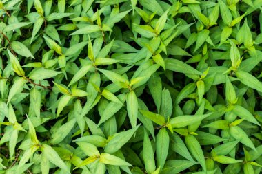 Persicaria odorata ağacı