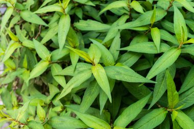 Persicaria odorata ağacı