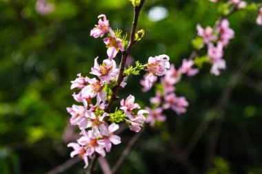 Çiçeklenme kiraz çiçeği çiçekler