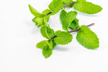 beyaz üzerine taze nane