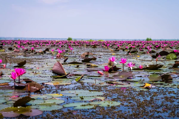 La mer de lotus rouge — Photo