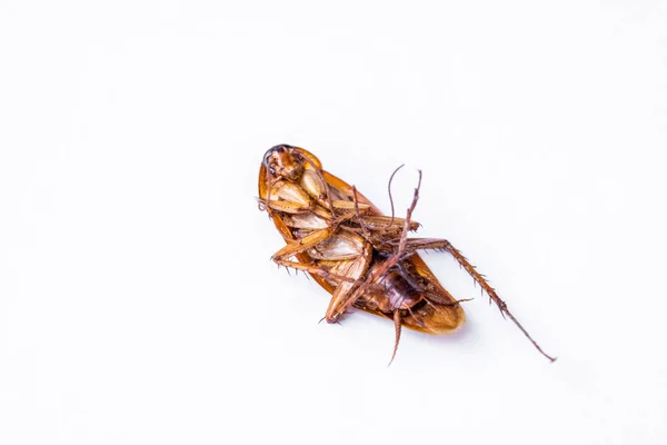 Мертвый таракан на белом — стоковое фото