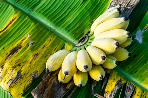 Banana bunch ripe