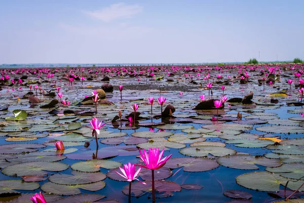 Kırmızı Lotus Denizi