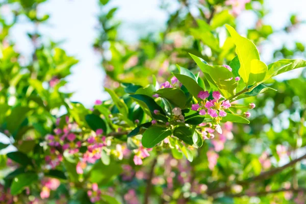 Malpighia glabra linn Blüten — Stockfoto