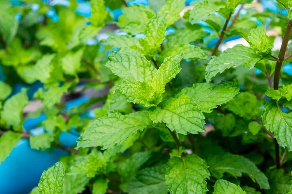 Yeşil nane ağaçları