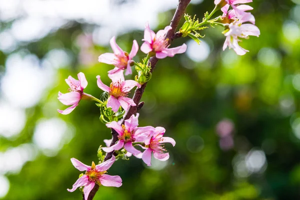 Flores florecientes de flor de cerezo —  Fotos de Stock