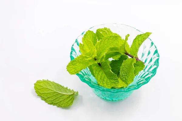 Menta fresca sobre blanco — Foto de Stock