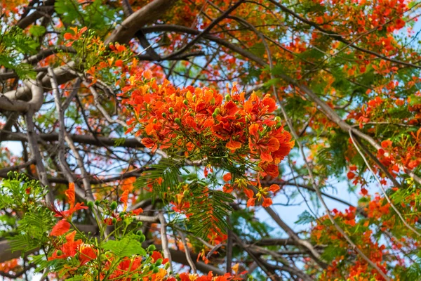 Royal poinciana δέντρο — Φωτογραφία Αρχείου