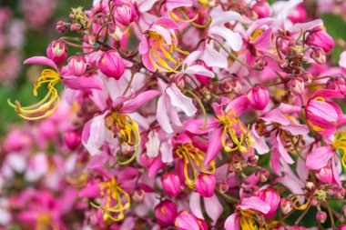 Cassia bakeriana craib,