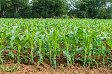 Genç yeşil mısır tarlası