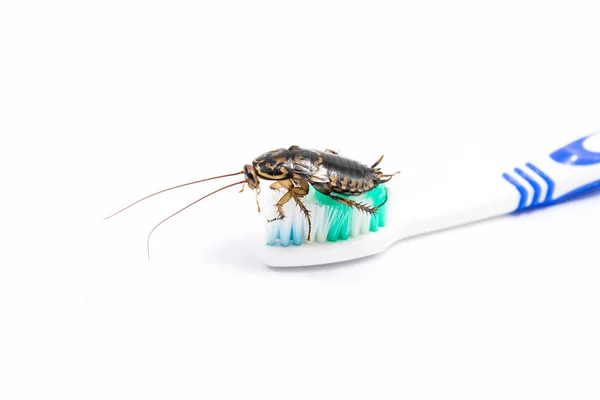 Cockroach on toothbrush — Stock Photo, Image