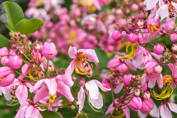 Cassia bakeriana craib, — Foto de Stock