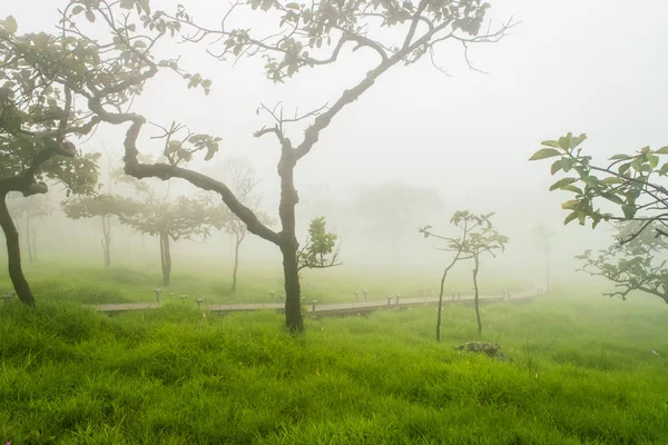 Nebel bedeckt den Bergwald — Stockfoto