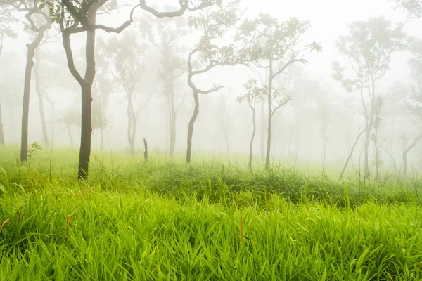 Dağ ormanını sis kaplar — Stok fotoğraf