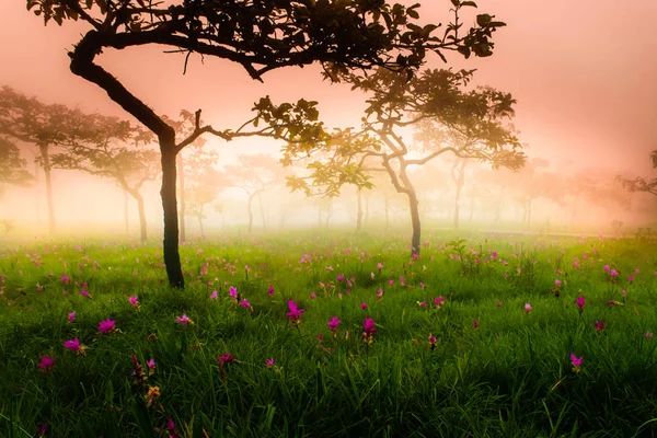 Siam Tulips — Stock Image Siam Tulips Royalty Free Stock Photos