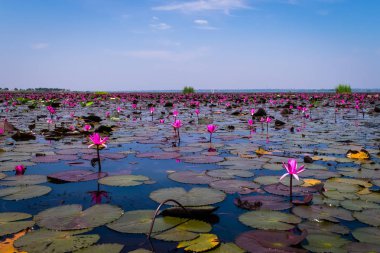 Kırmızı Lotus Denizi