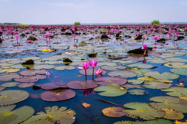 Kırmızı Lotus Denizi