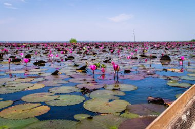 Kırmızı Lotus Denizi