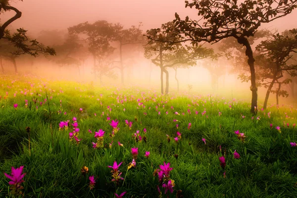Siam Tulipán pole v mlhavé ráno — Stock fotografie